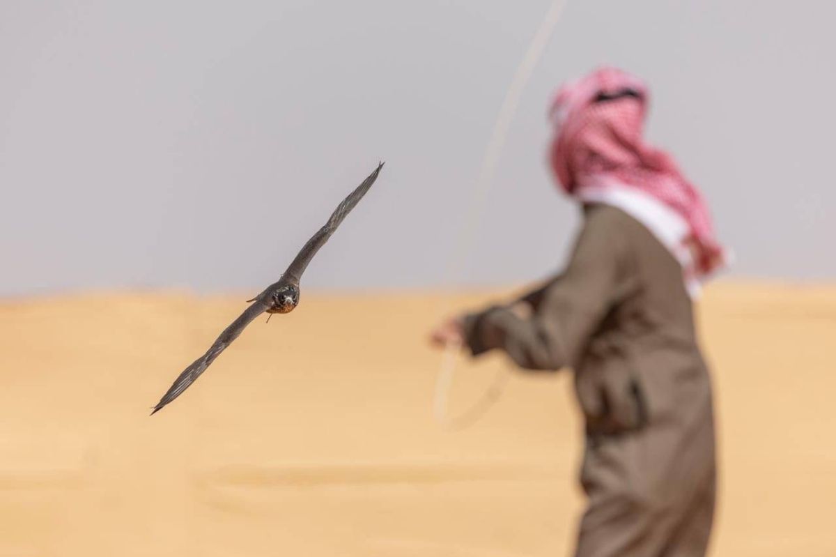 مهرجان الملك عبدالعزيز للصقور 2025 يختتم مسابقاته بمشاركة 3536 صقرًا