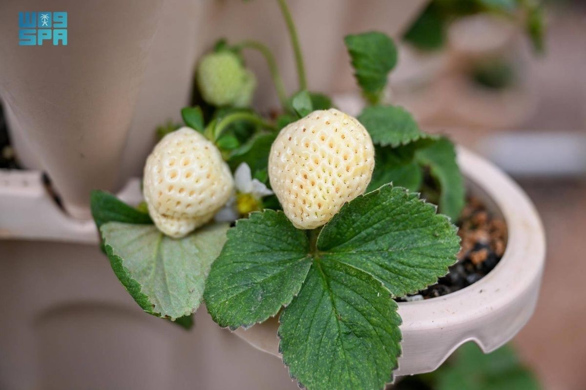 الفراولة البيضاء في حائل.. 
إنجاز زراعي نوعي يرسخ ريادة المملكة عالميا