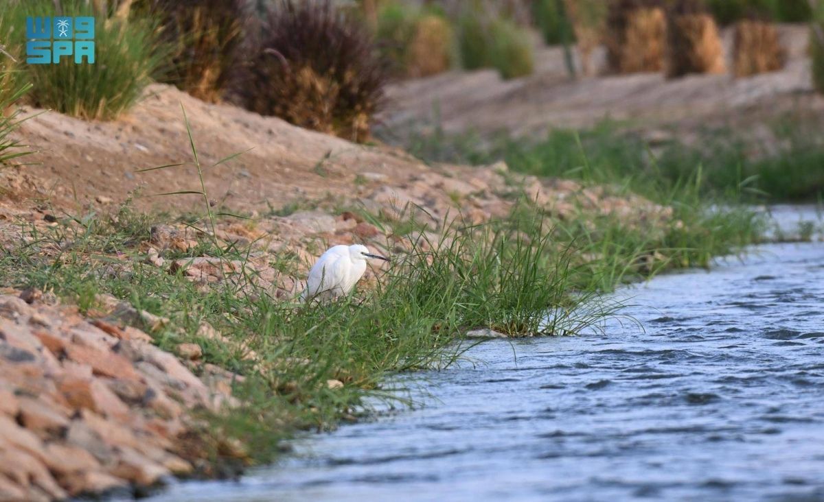 التنوع البيئي في «وادي قناة» يوفر موطنا لاستدامة الحياة الفطرية