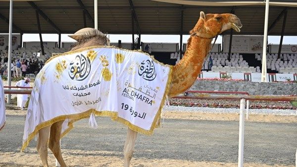 مهرجان الظفرة يعلن نتائج مزاينات الإبل في أجواء تراثية وحماسية