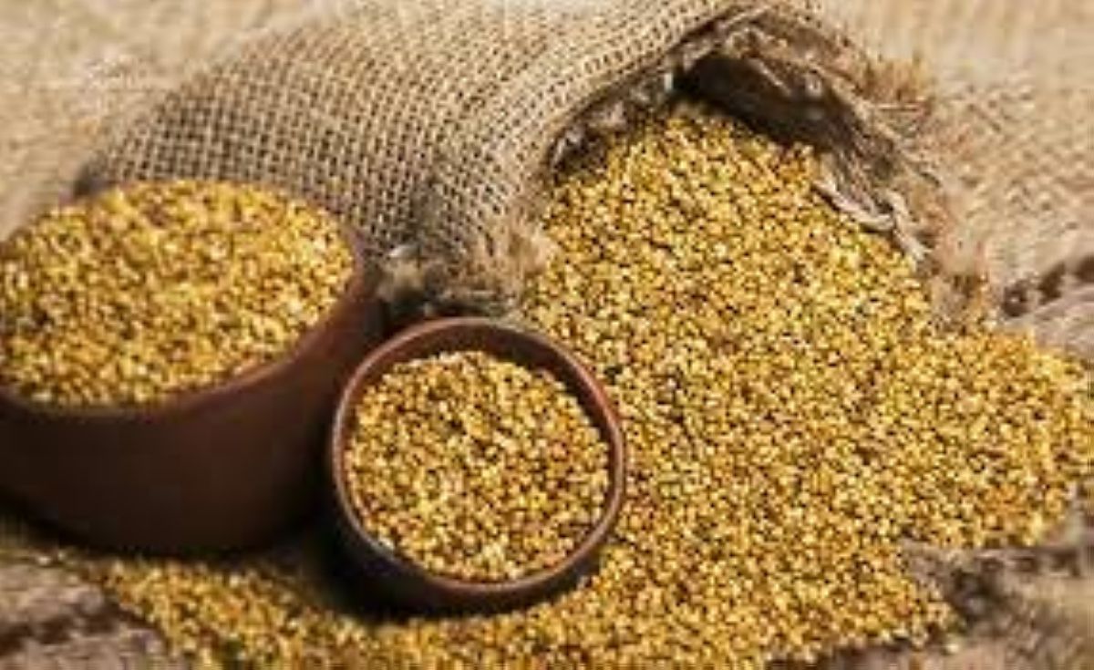 ينطلق غداً مهرجان الدخن الثالث في محافظة بارق 