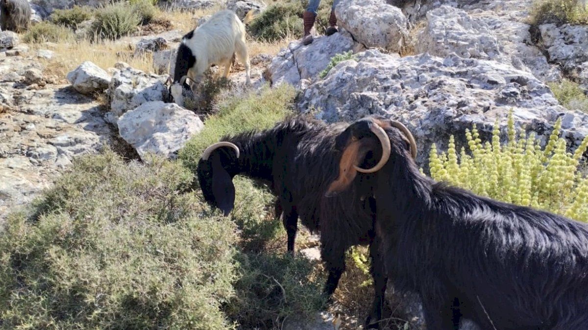 فضيحة الجيش الإسرائيلي.. سرق 250 رأس ماعز من سوريا