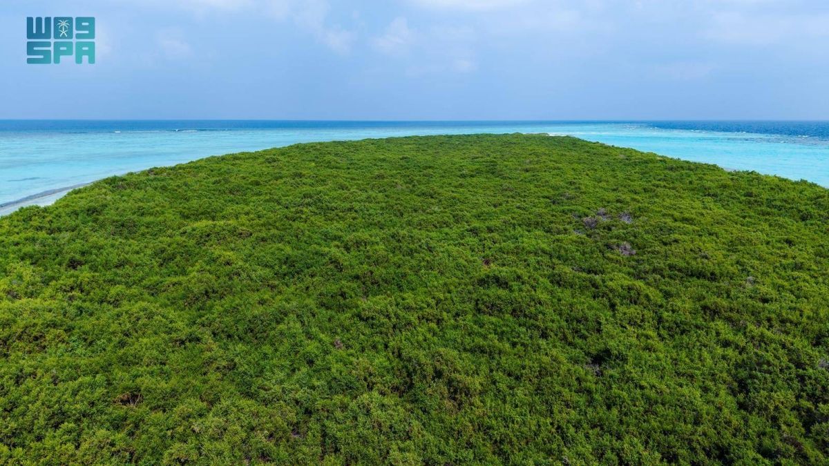 جزيرة مرمر محمية طبيعية ترسم ملامح سياحة بحرية مستدامة