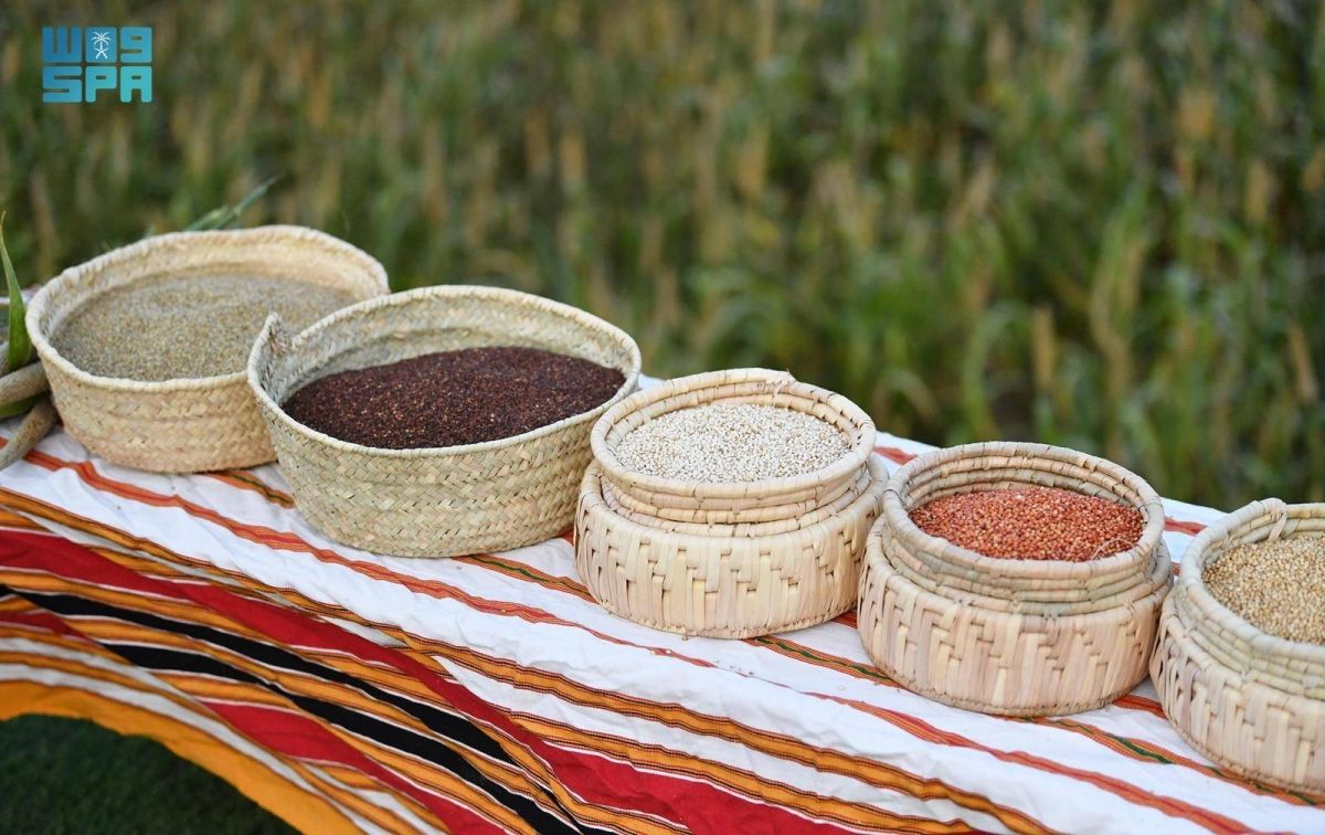 مهرجان الدخن في بارق ينطلق بفعاليات تعزز الاستثمار في المحاصيل المحلية