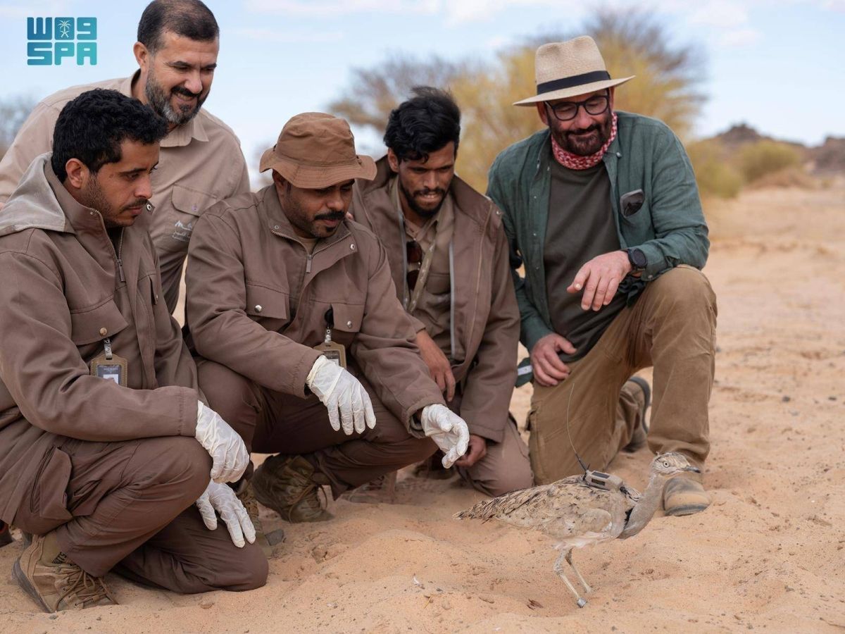 محمية الأمير محمد بن سلمان الملكية تعيد توطين طائر الحبارى الآسيوي