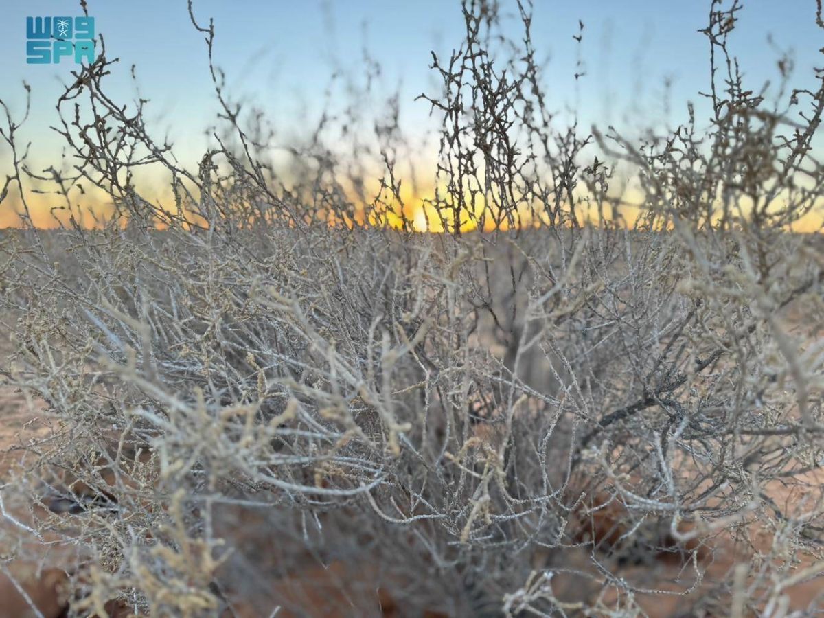 الرمث.. كنز الصحراء الصامد وركيزة التوازن البيئي