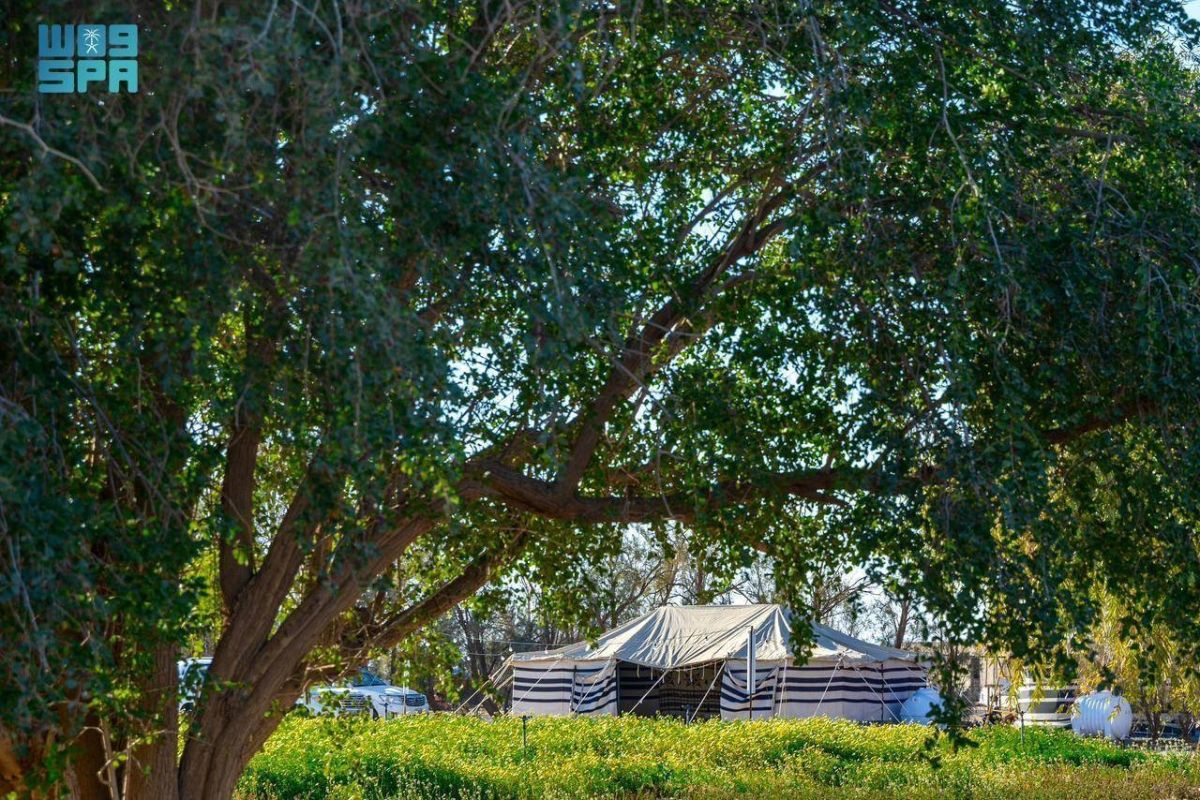 محمية النباتات البرية جنوب رفحاء.. وجهة بيئية تستقطب الزوار