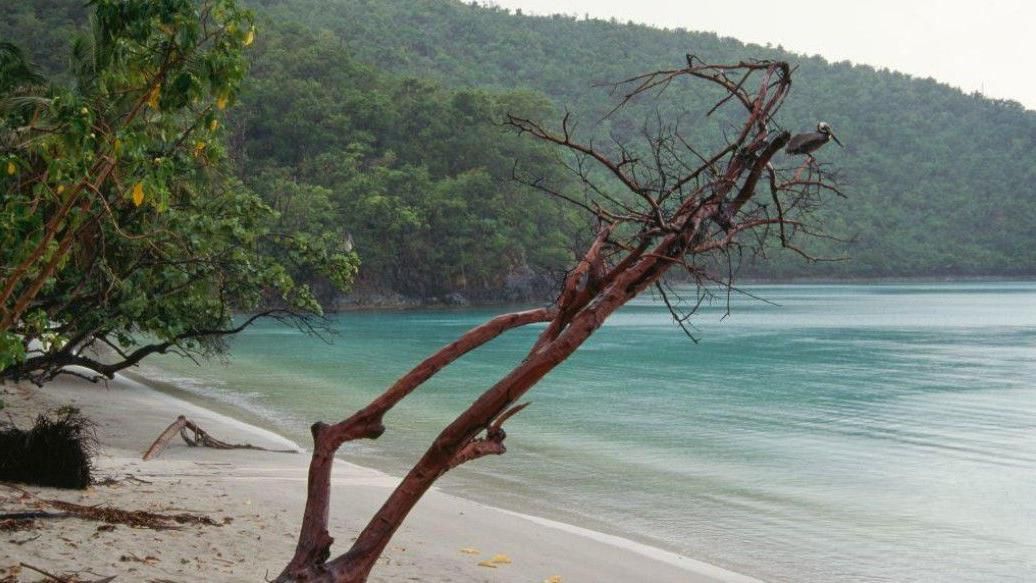 لماذا باعت الدنمارك مجموعة من الجزر في البحر الكاريبي للولايات المتحدة، وما علاقة ذلك بغرينلاند؟