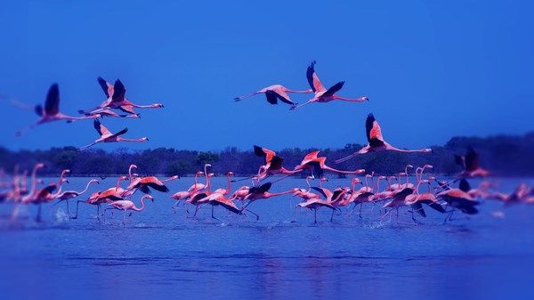 وجهات عصرية ومحميات طبيعية ومعالم تراثية تعزز الجذب السياحي في عجمان