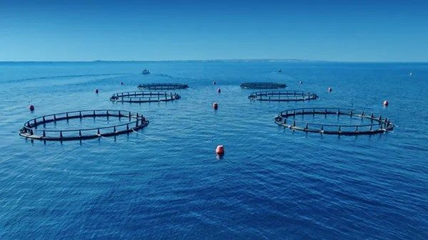 "البيئة – أبوظبي" تسجل إنجازاً غير مسبوق بارتفاع مؤشر مصائد الأسماك المستدامة إلى 100%