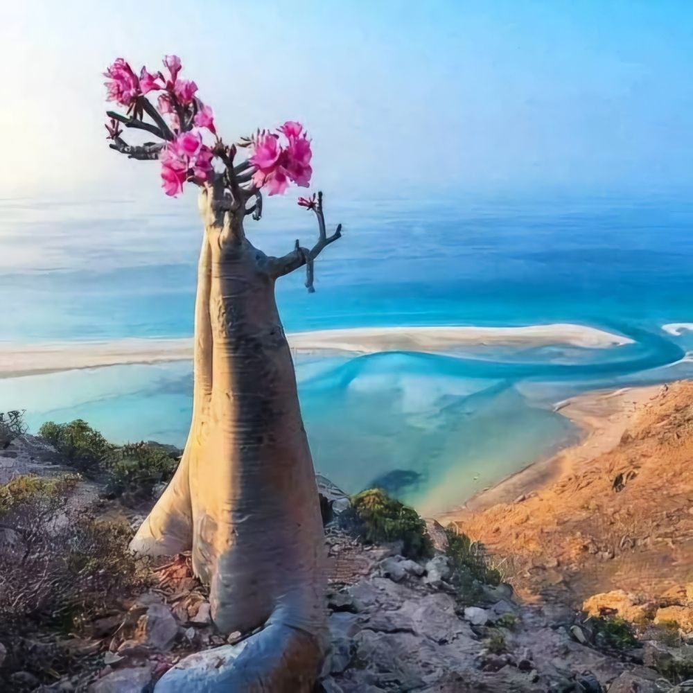 السعودية تفكك أكبر قاعدة تجسس إسرائيلية في المحيط الهندي