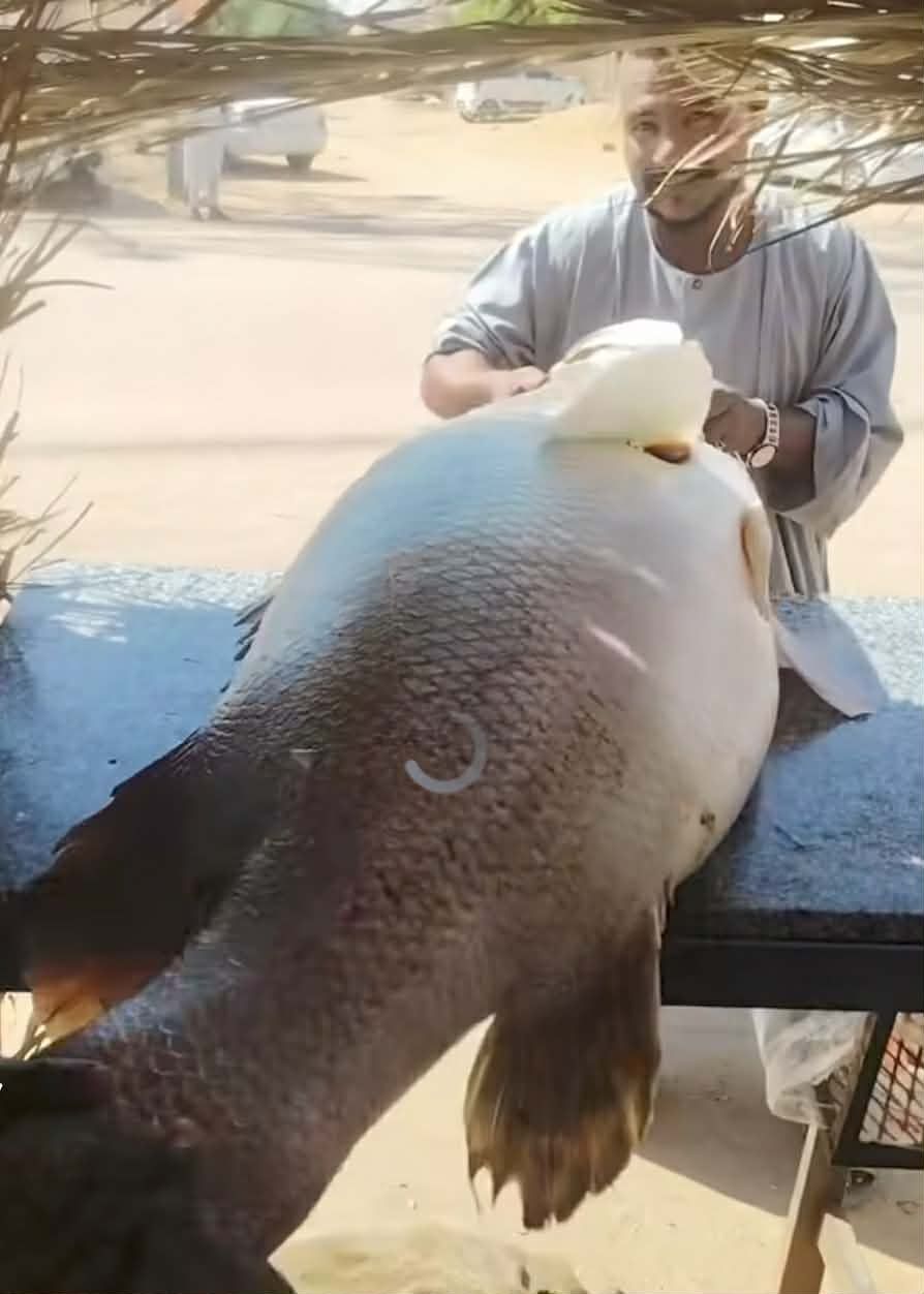 شاهد بالصورة والفيديو.. في السودان.. إصطياد سمكة ضخمة من فصيلة “القرش” وعرضها في أحد الأسواق لبيعها بالكيلو