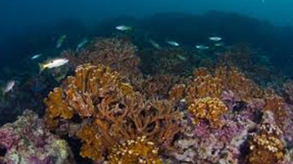 "البيئة – أبوظبي" تطلق مبادرة "حمدان بن زايد لأغنى بحار العالم"