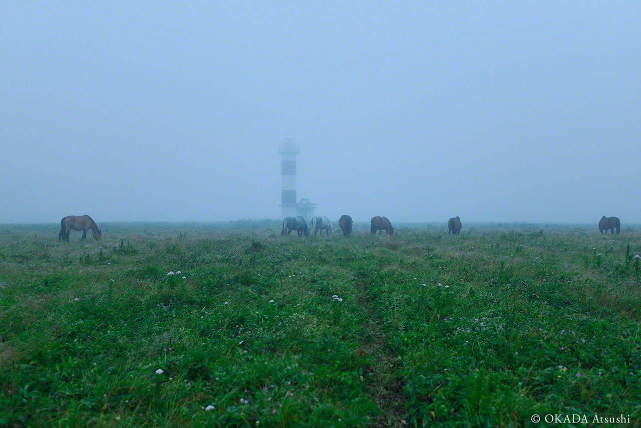 اليابان | حين تصارع الطبيعة الاختفاء: الخيول البرية في أقصى شمال اليابان