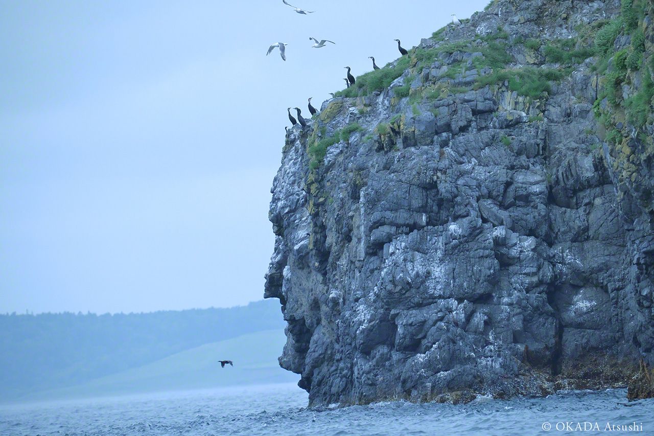 اليابان | حين تصارع الطبيعة الاختفاء: الخيول البرية في أقصى شمال اليابان