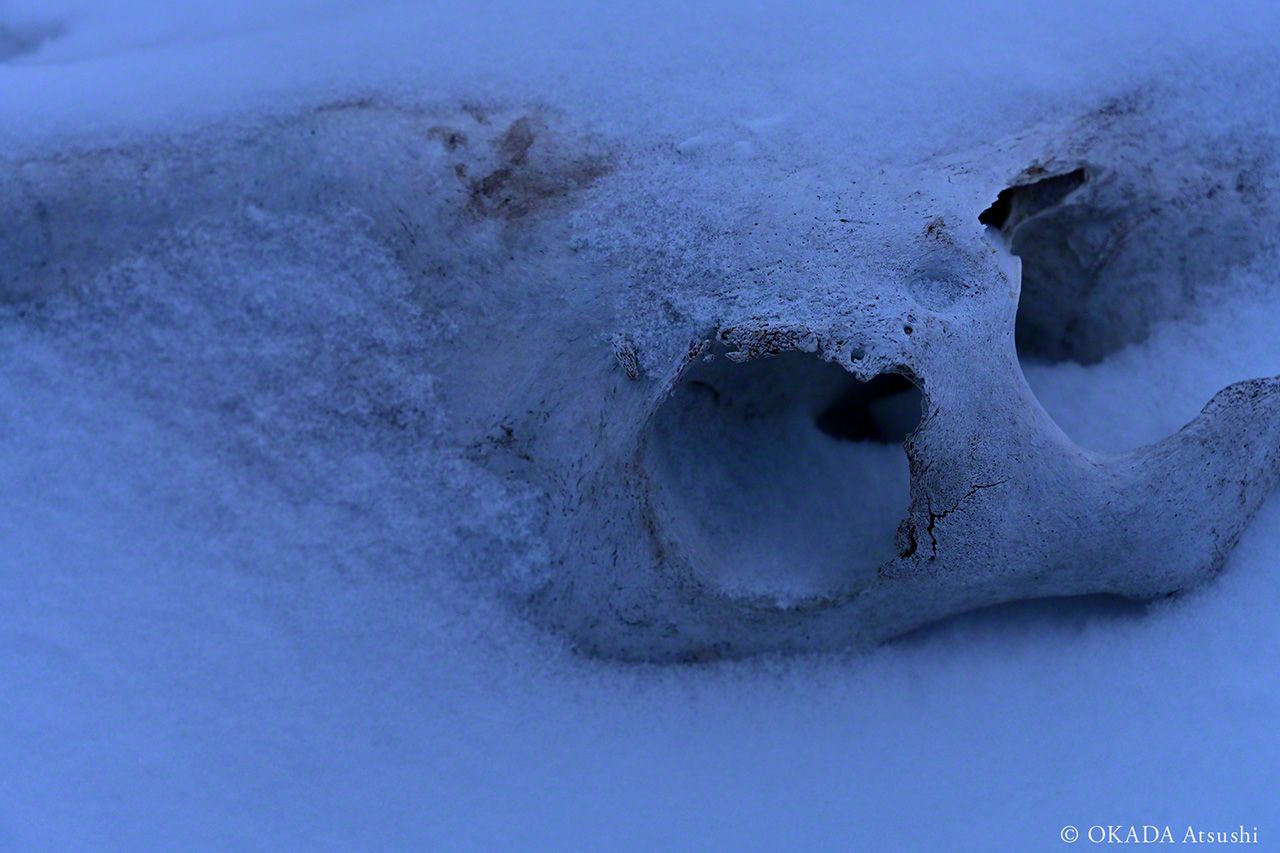 اليابان | حين تصارع الطبيعة الاختفاء: الخيول البرية في أقصى شمال اليابان