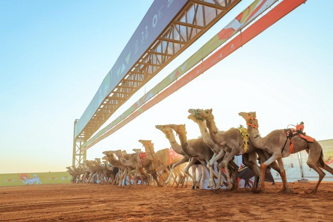 في هذا الموعد… الاتحاد السعودي للهجن يعلن عن موعد إقامة مزاد الهجن في العاصمة الرياض