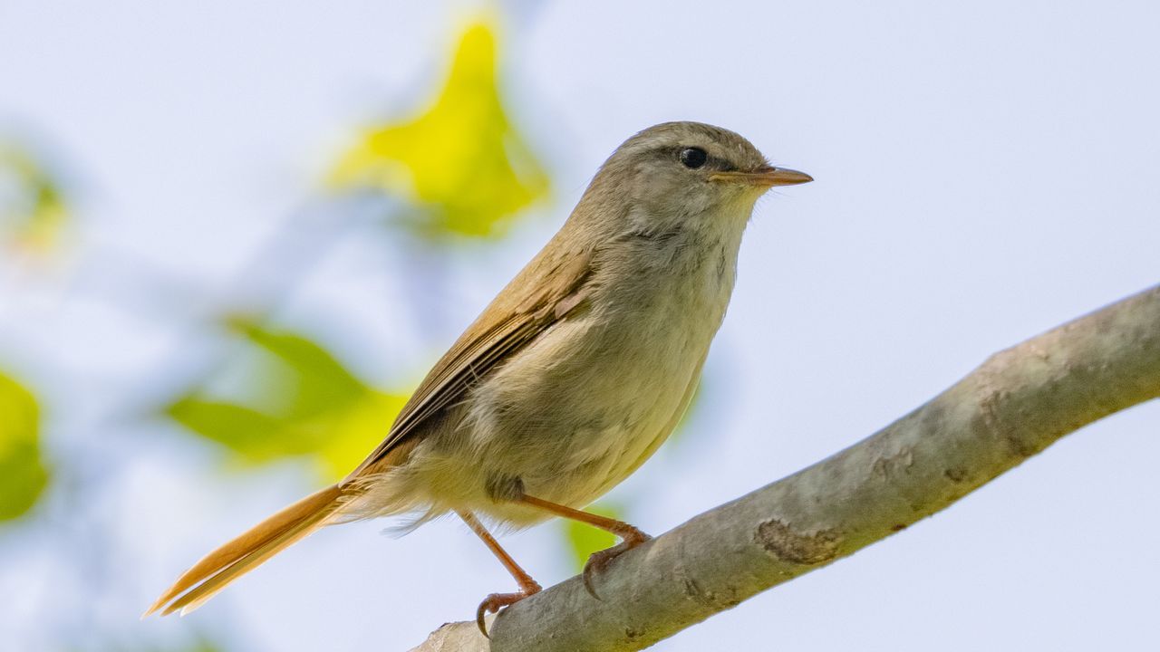 اليابان | أوغيسو... صوت الربيع القادم من أدغال اليابان