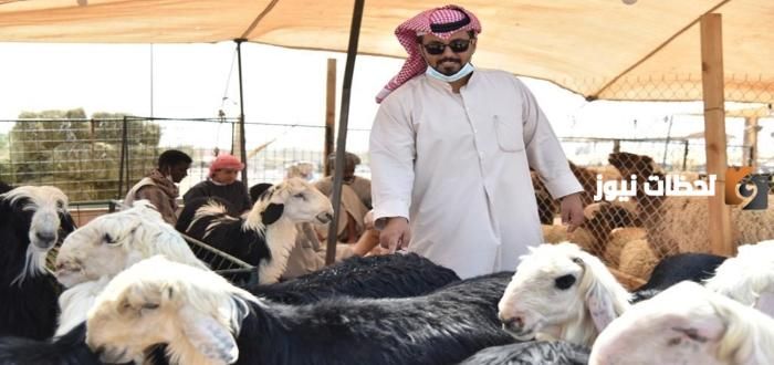 دعم صغار المواشي 1447 منصة دعم ريف