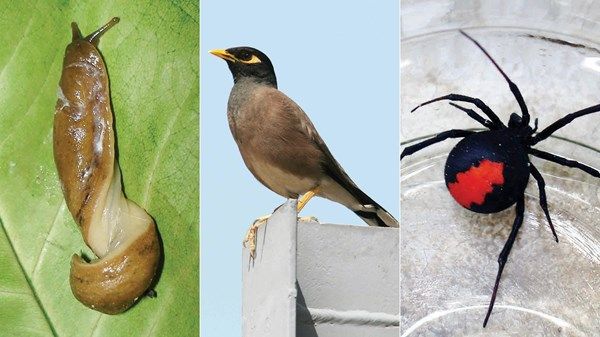 «بيئة أبوظبي» تصدر دليلاً يرصد أنواع الكائنات الدخيلة في الدولة