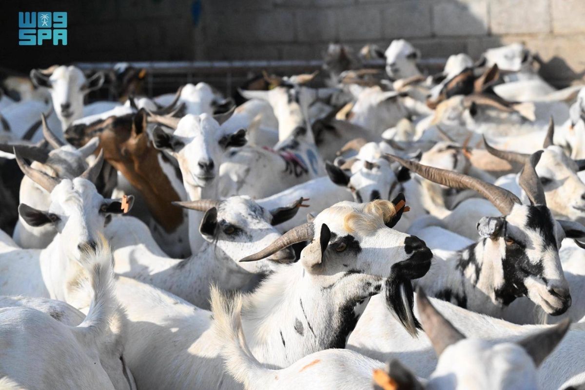 أسواق الماشية في جازان تشهد وفرة في المعروض وإقبالا متزايدا