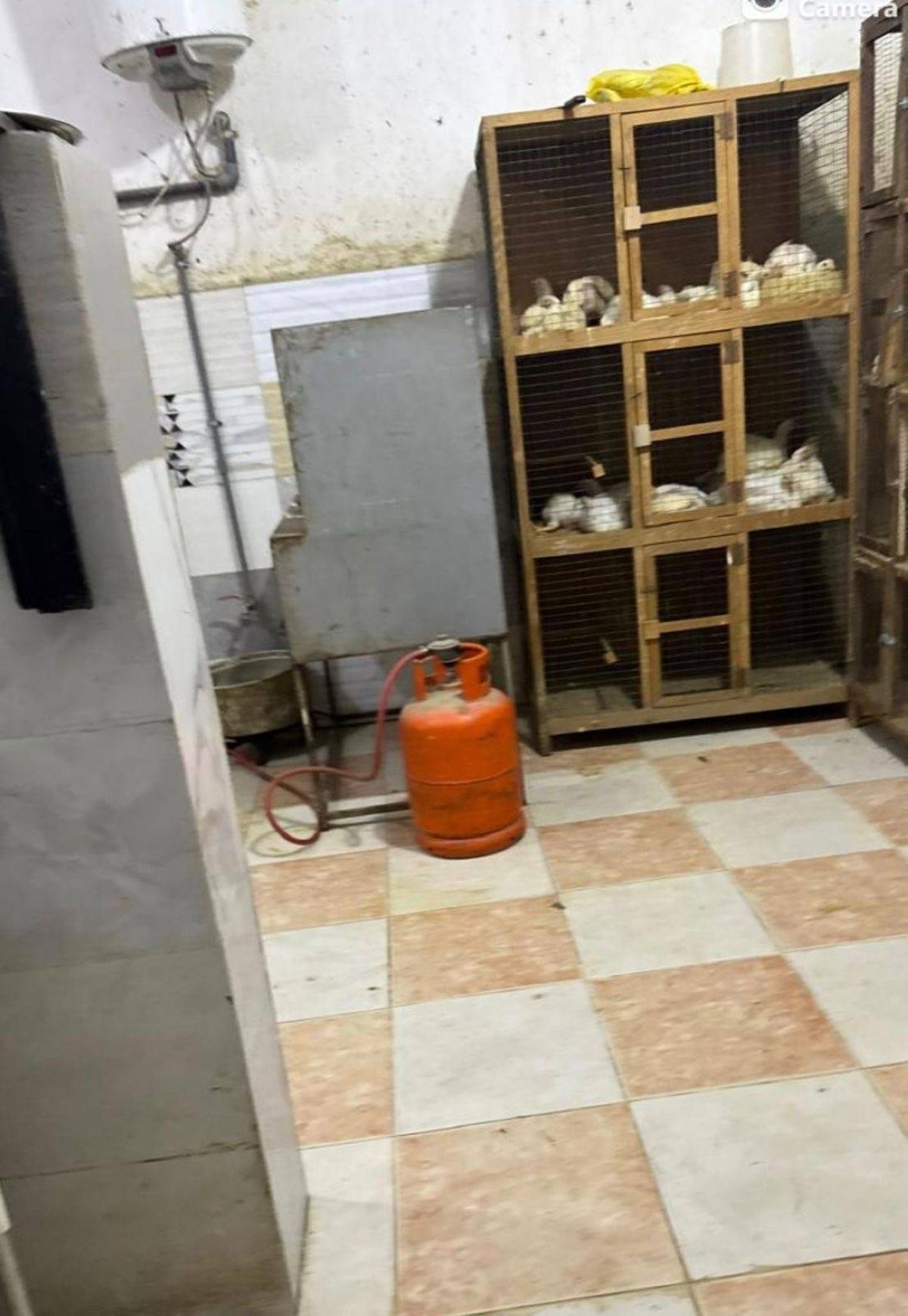 أمانة جدة تضبط مسلخ دواجن مخالفًا في بريمان