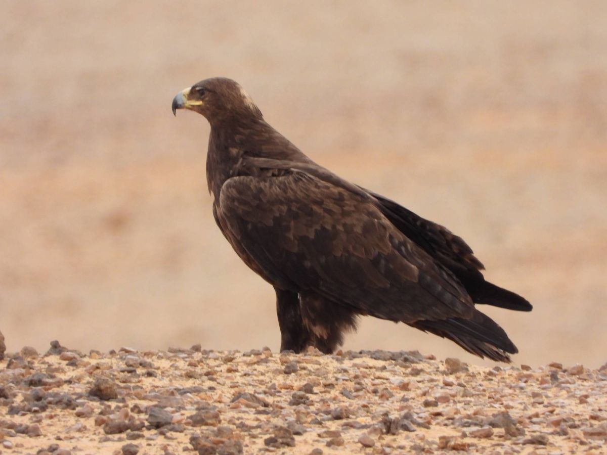 رصد 2850 طائرًا نادرًا بمحمية الملك سلمان الملكية