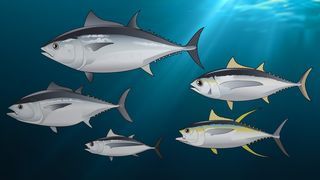 اليابان | رقم قياسي جديد: أغلى سمكة تونة في العالم تُباع في أول مزاد ياباني لعام 2026