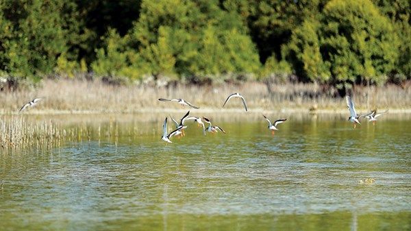 «بيئة أبوظبي» تطلق دليلاً لرصد النظم البيئية لأشجار القرم في منطقة الخليج العربي