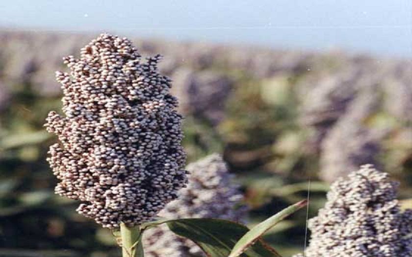 إرتفاع وارد الذرة مع انخفاض في اسعارها بسوق القضارف