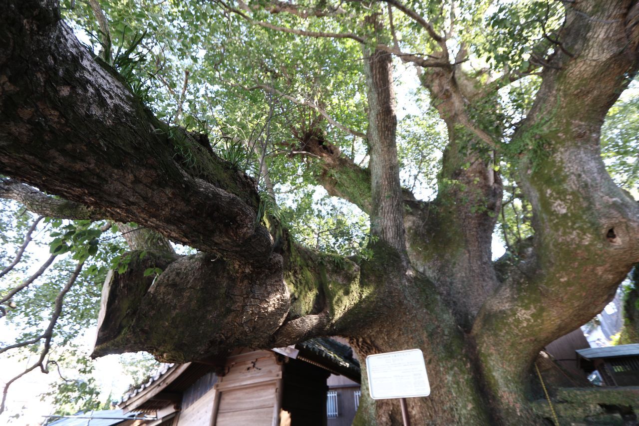 اليابان | لماذا اختارت «نيويورك تايمز» ناغاساكي كوجهة موصى بها لعام 2026؟