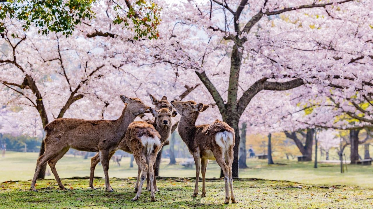اليابان | منتزه نارا... حيث تتجول الغزلان بين المعابد وأزهار الكرز