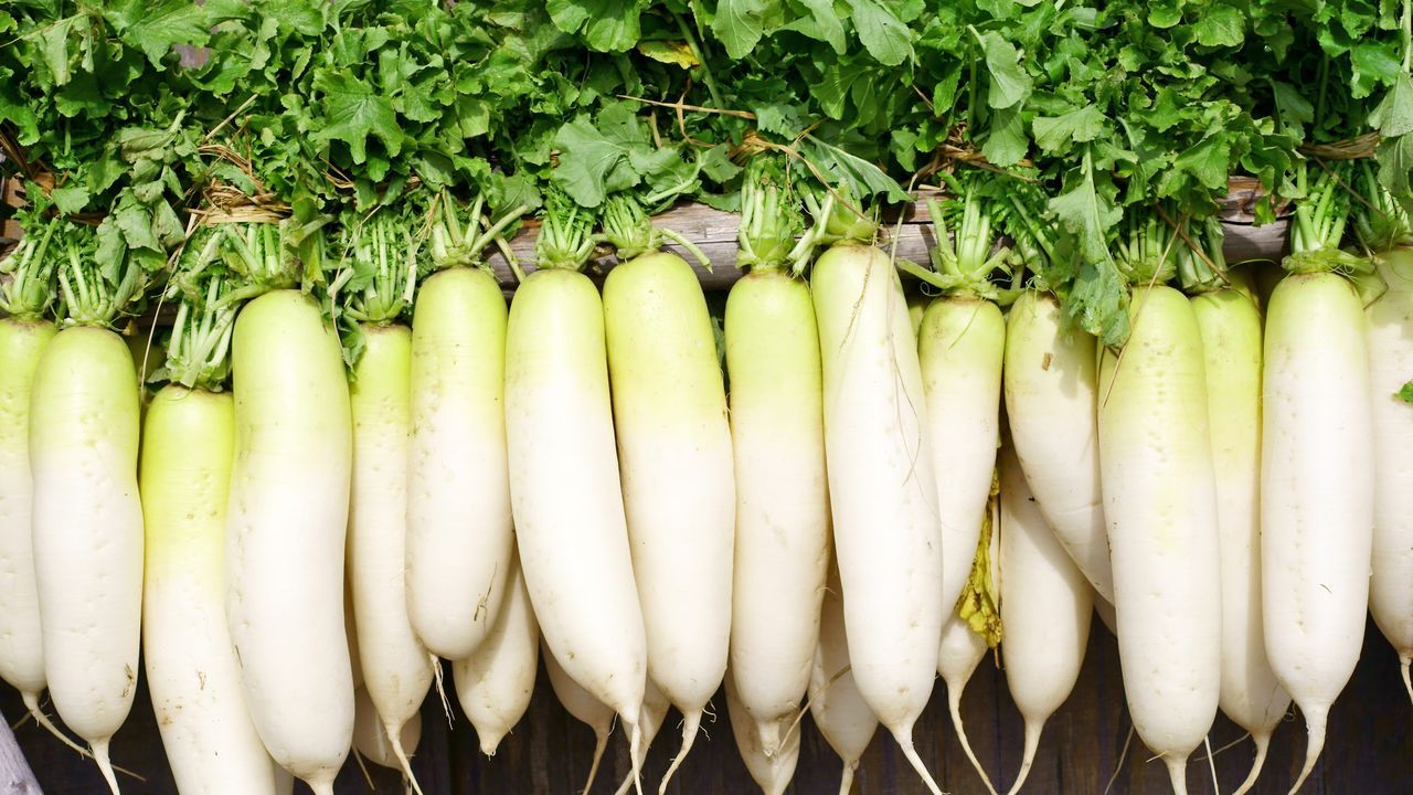 اليابان | دايكون… الفجل الأبيض الذي ينعش المائدة اليابانية