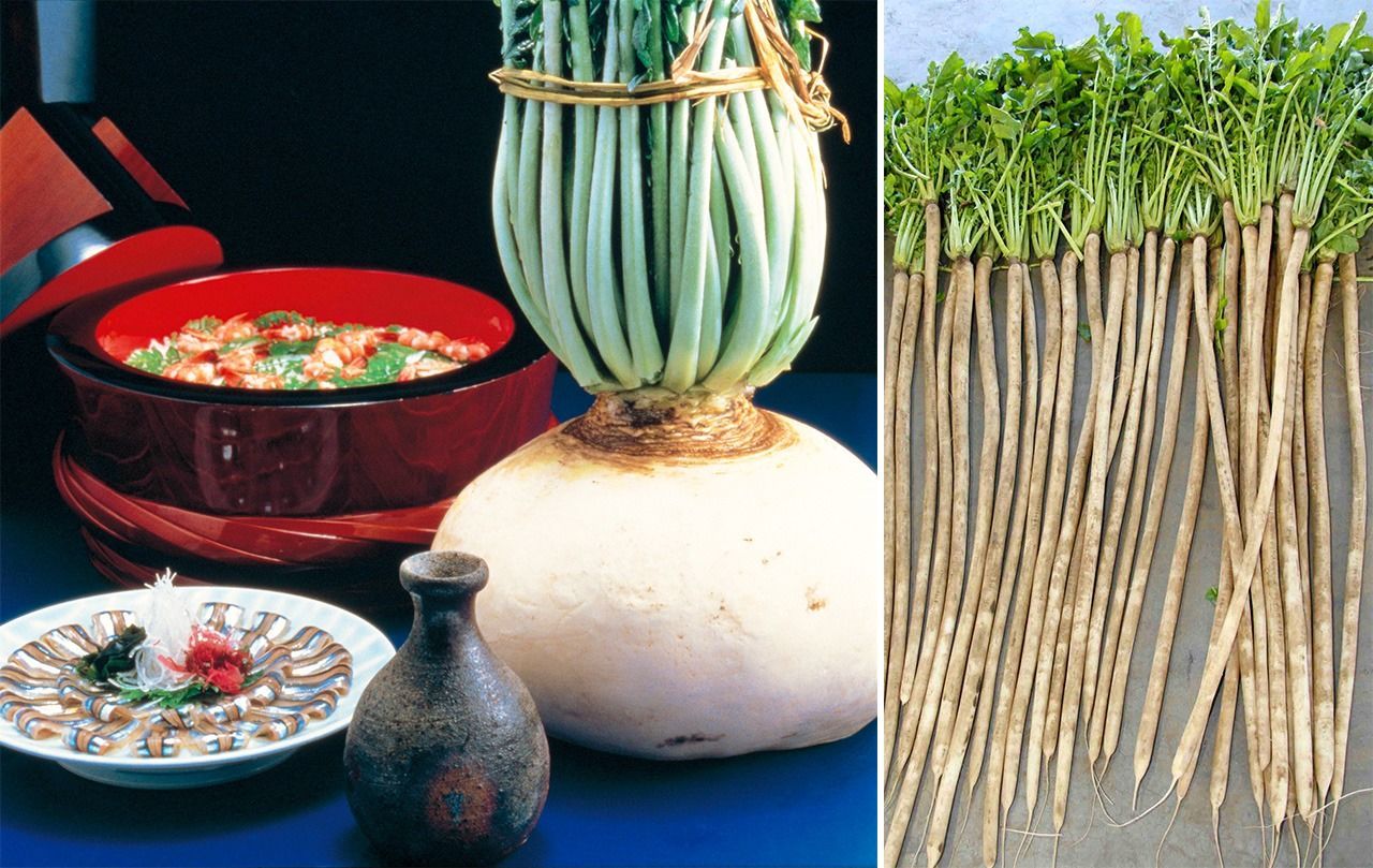 من اليسار، فجل ساكوراجيما (بإذن من مكتب زوار محافظة كاغوشيما)، وفجل موريغوتشي (بإذن من جي إي آيتشي كيتا)