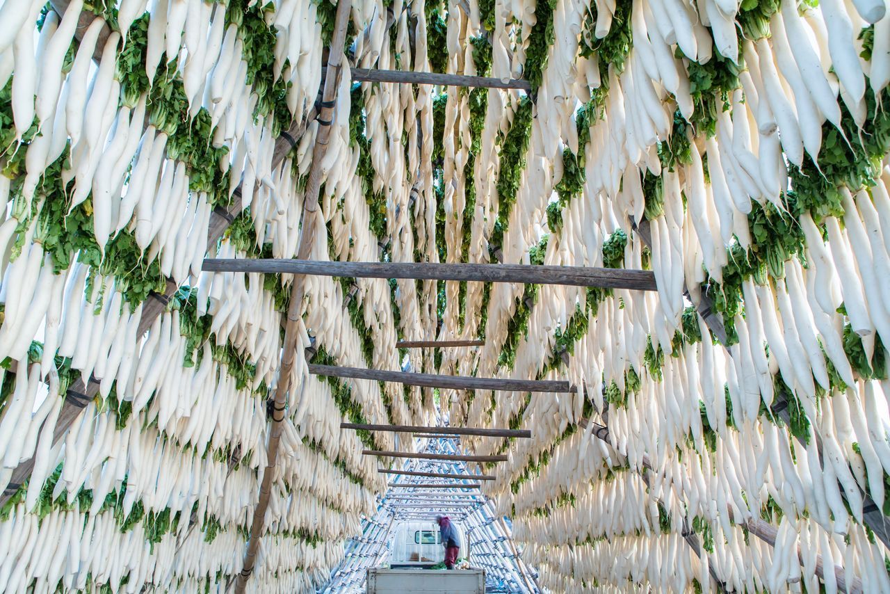 اليابان | من مطابخ اليابان: وصفات دايكون شتوية تبعث على الدفء