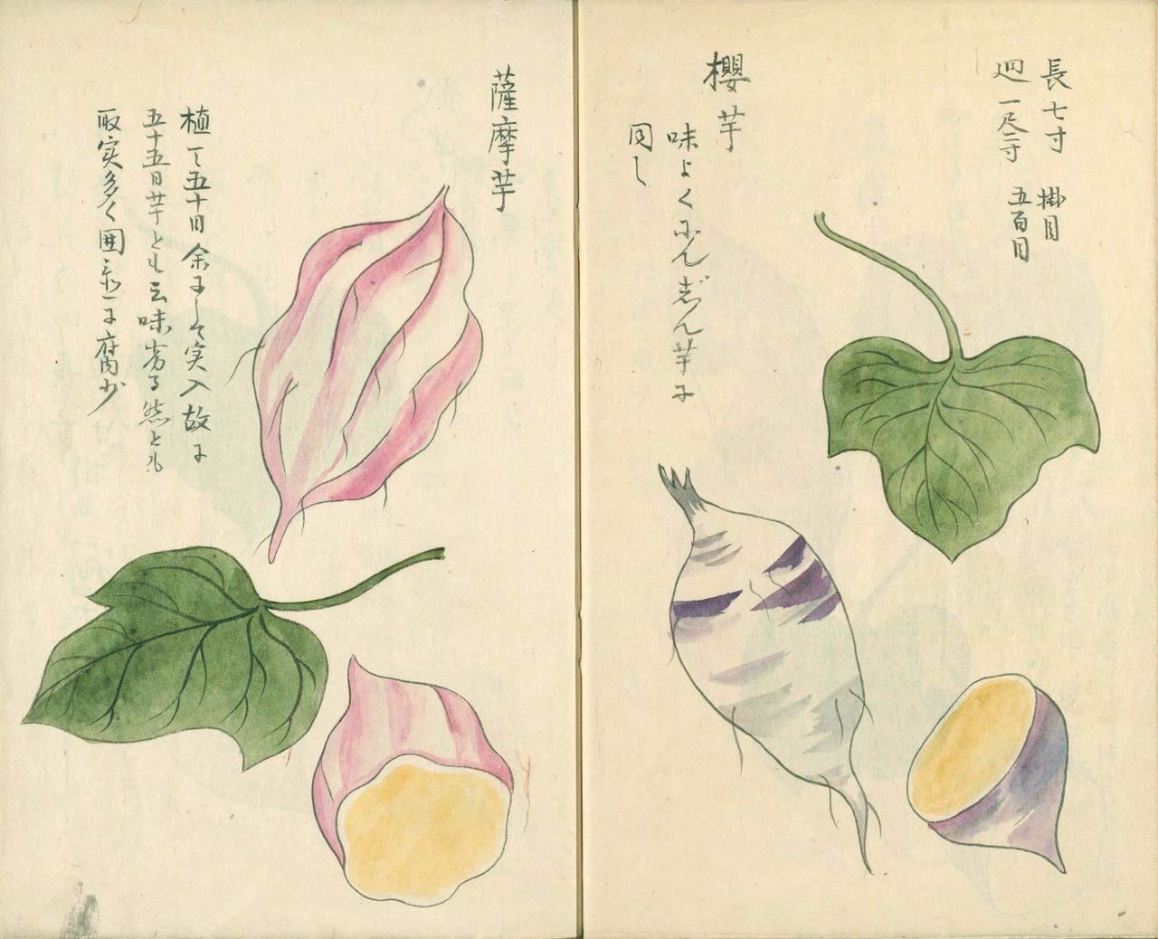 اليابان | البطاطا الحلوة في اليابان… من طعام الأزمات إلى نجمة الحلويات