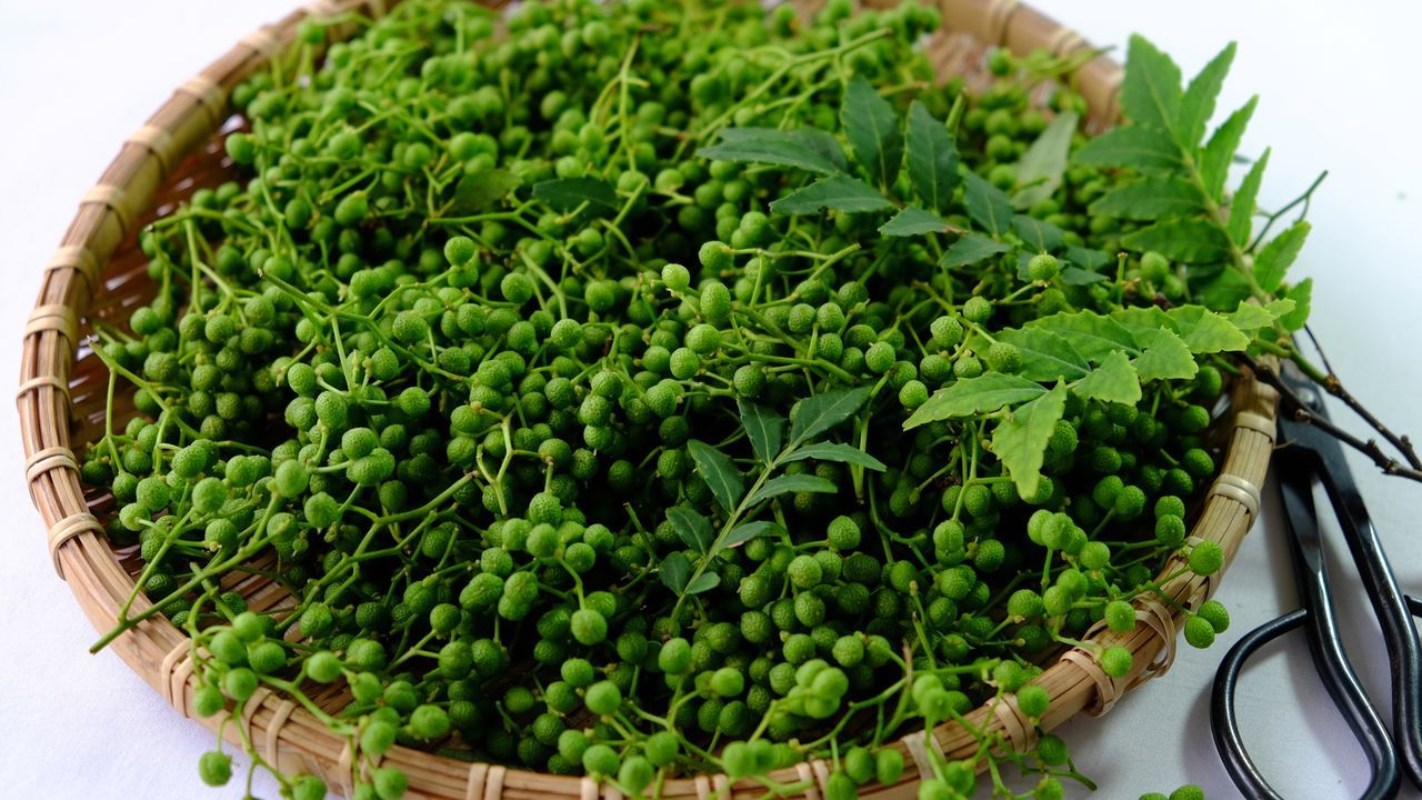 اليابان | سانشو… حين تفاجئك النكهة من أول لمسة