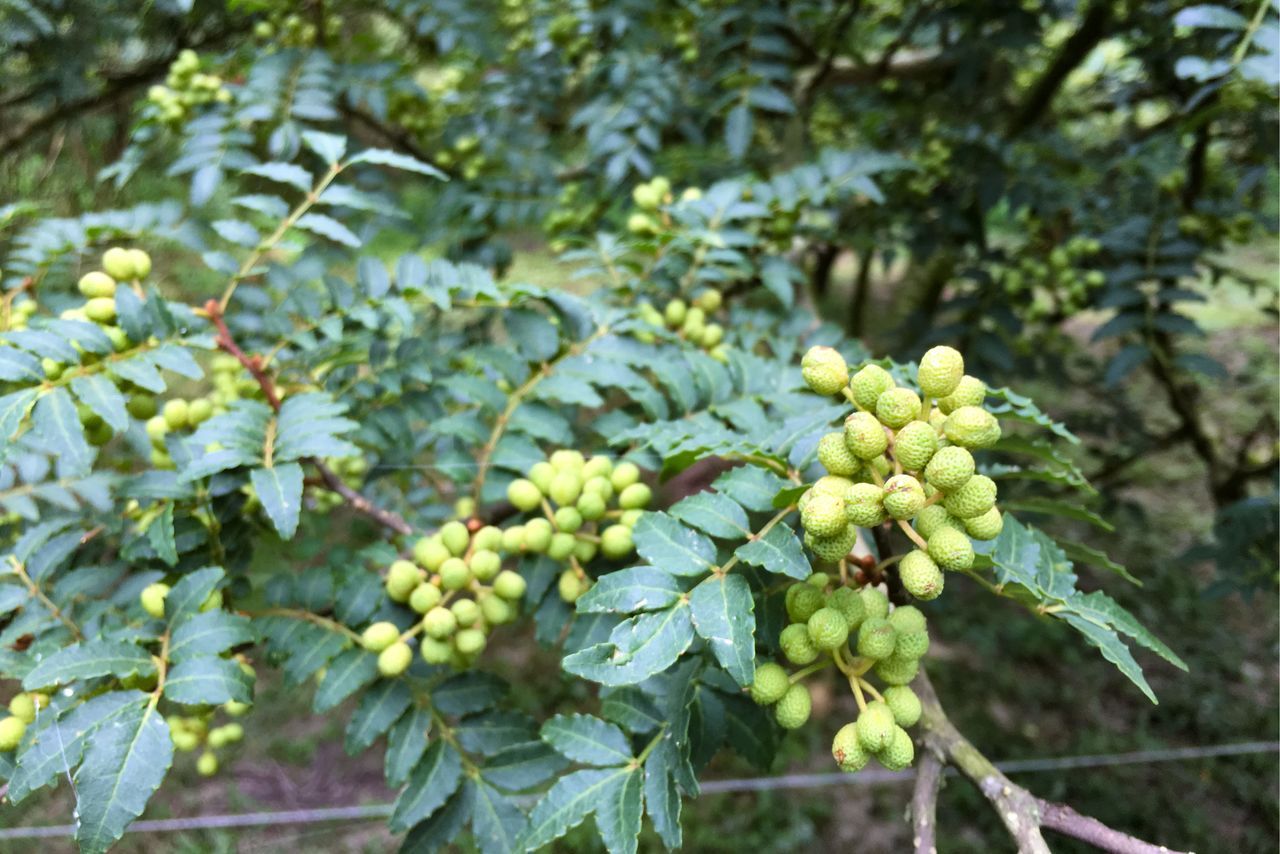 اليابان | سانشو… حين تفاجئك النكهة من أول لمسة
