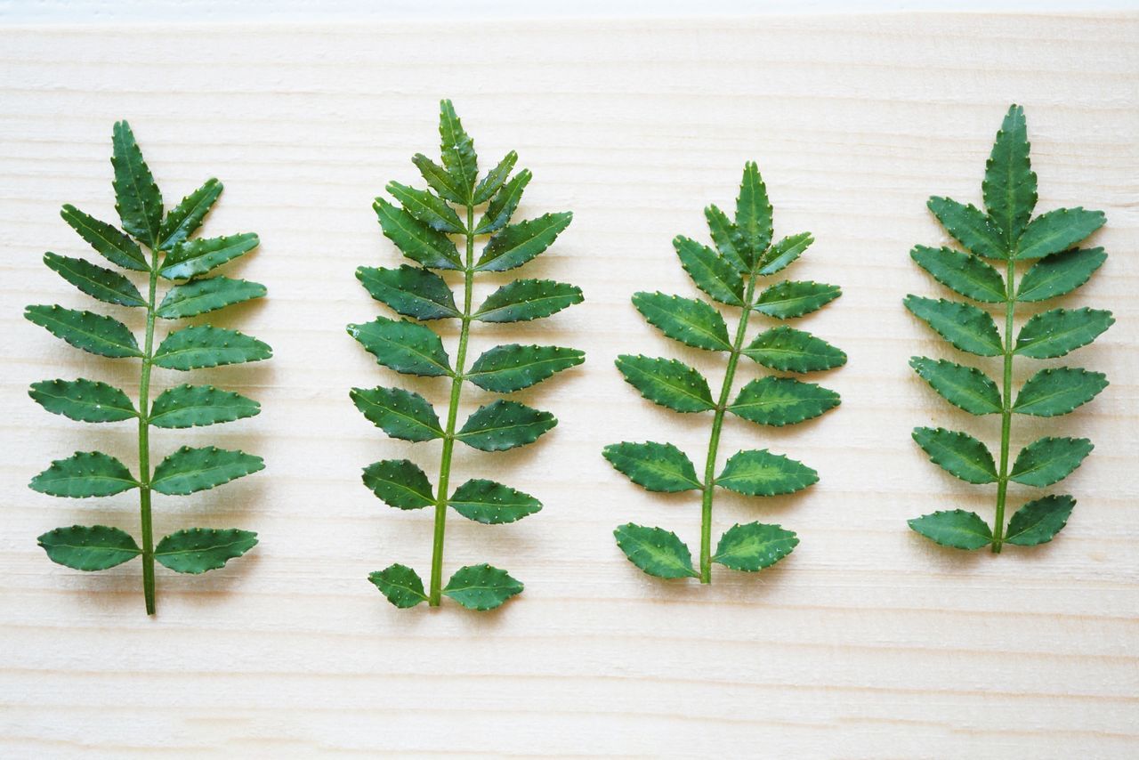 اليابان | سانشو… حين تفاجئك النكهة من أول لمسة