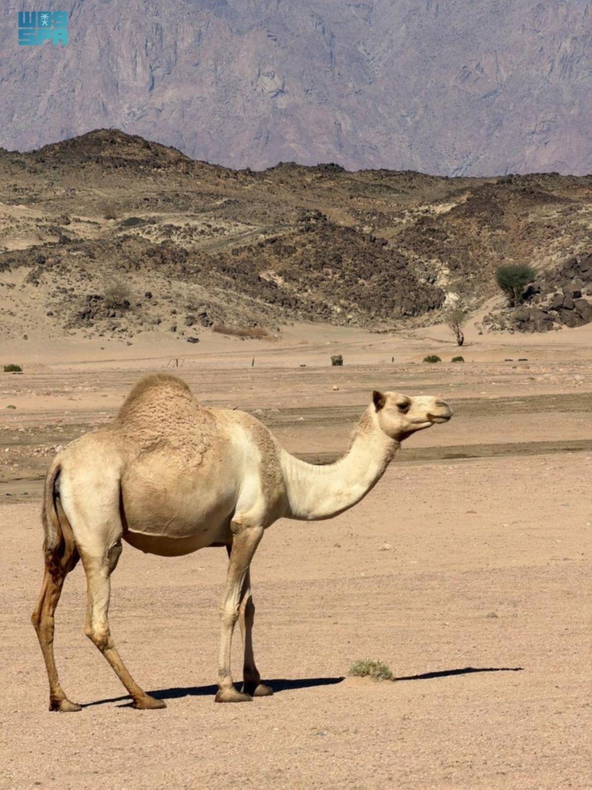 دراسة من كاوست: تنوع النباتات 
يعزز قدرة الأراضي الجافة على تحمل الرعي
