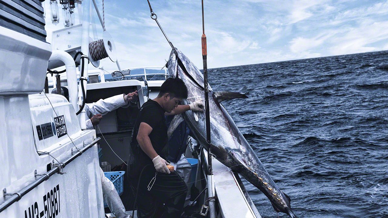 اليابان | في أعماق اليابان.. رحلة إلى كنز «الماس الأسود» وصيد التونة الأسطوري