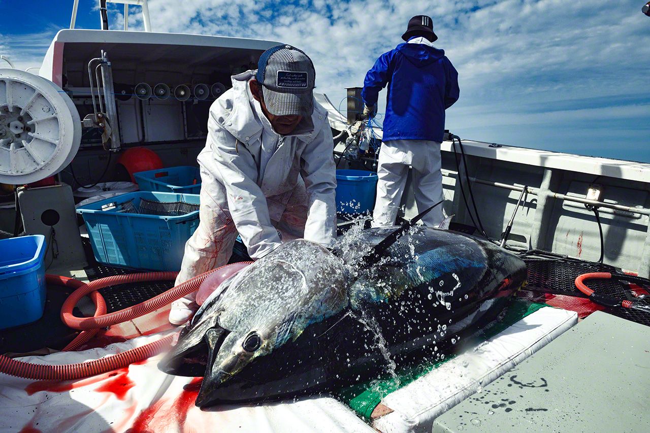 اليابان | في أعماق اليابان.. رحلة إلى كنز «الماس الأسود» وصيد التونة الأسطوري