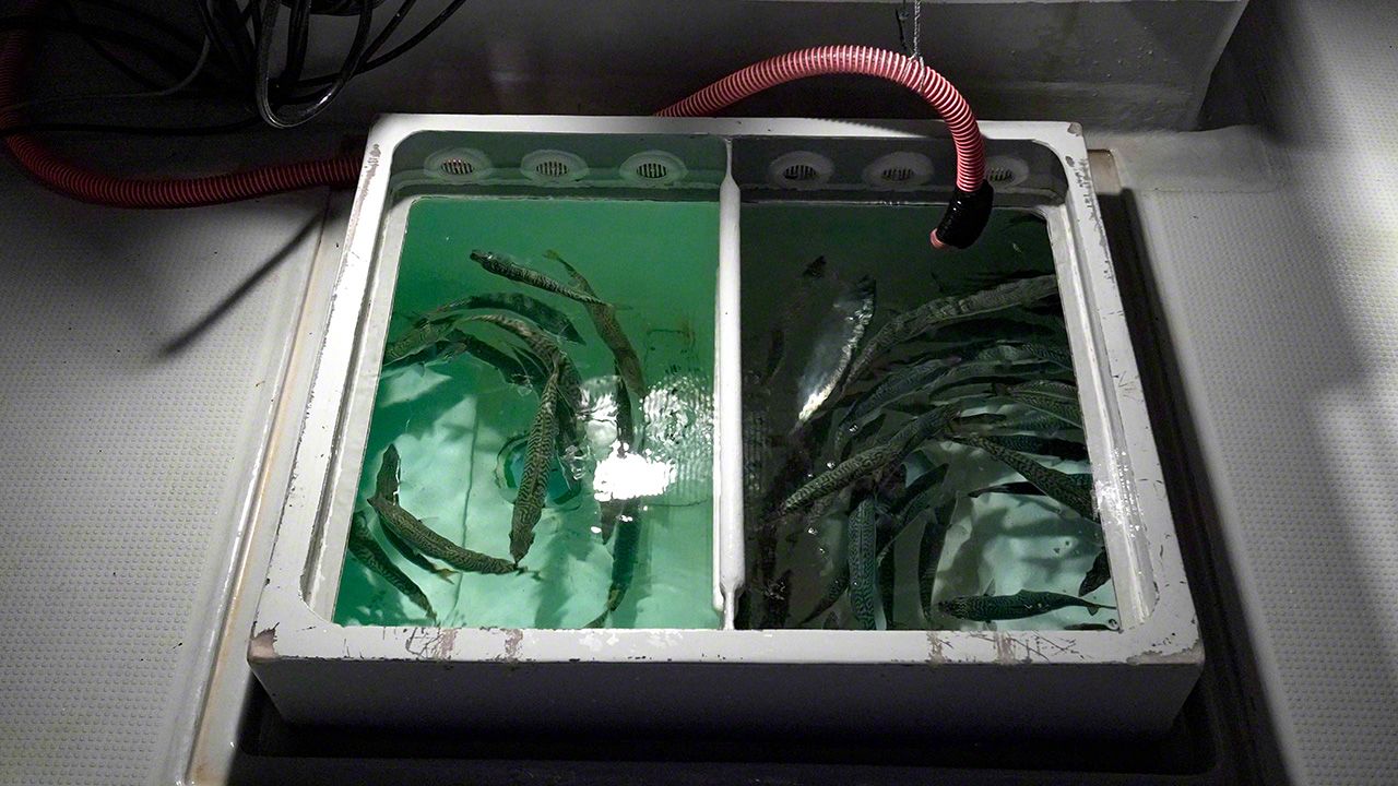 اليابان | في أعماق اليابان.. رحلة إلى كنز «الماس الأسود» وصيد التونة الأسطوري