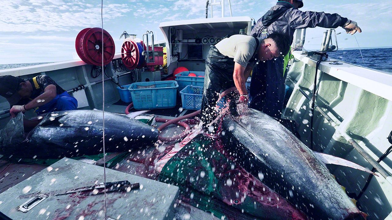 اليابان | في أعماق اليابان.. رحلة إلى كنز «الماس الأسود» وصيد التونة الأسطوري