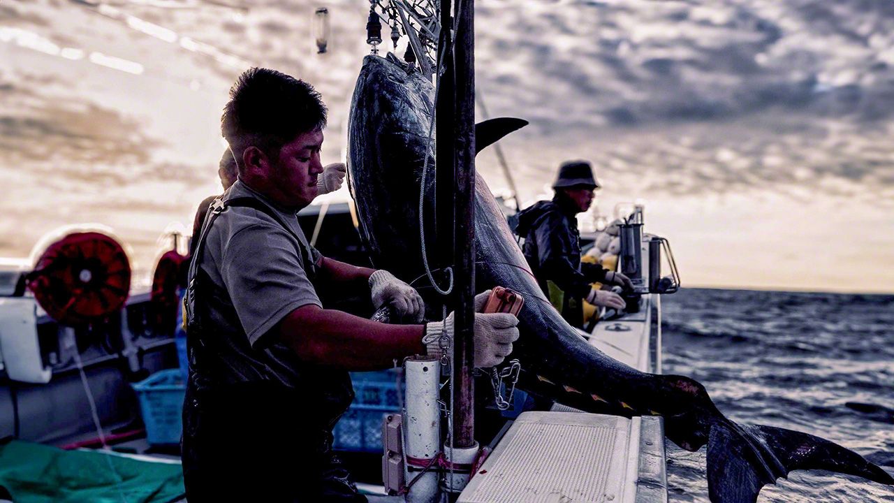 اليابان | في أعماق اليابان.. رحلة إلى كنز «الماس الأسود» وصيد التونة الأسطوري