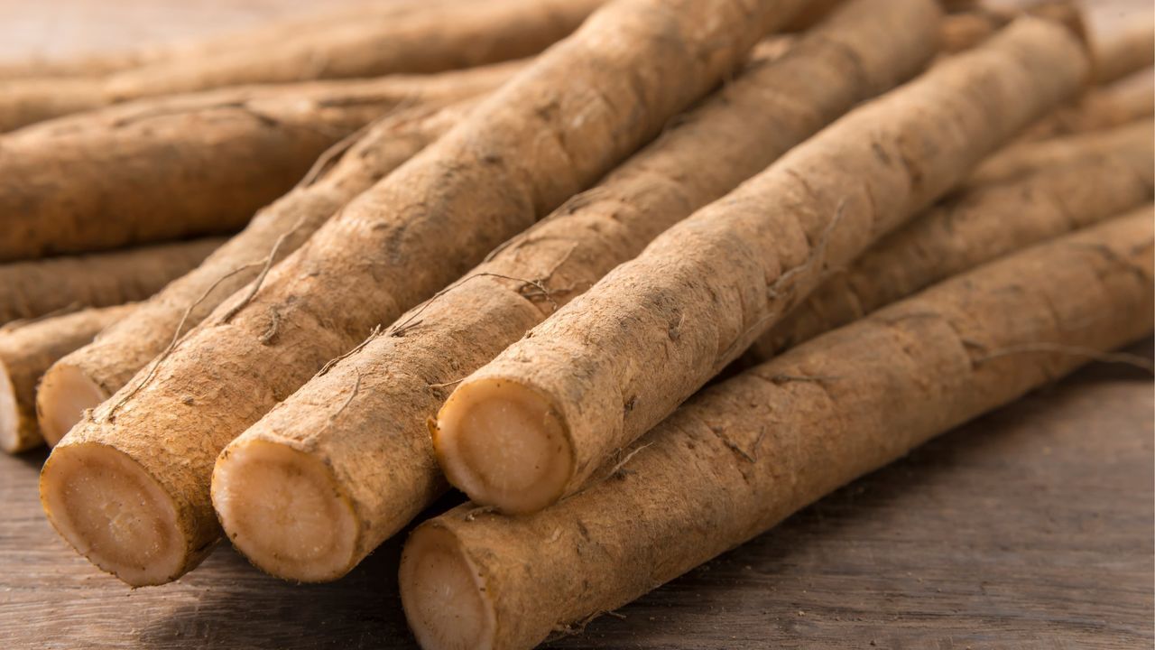 اليابان | غوبو... الجذر الياباني الذي يمنح الأطباق طعمها المميز