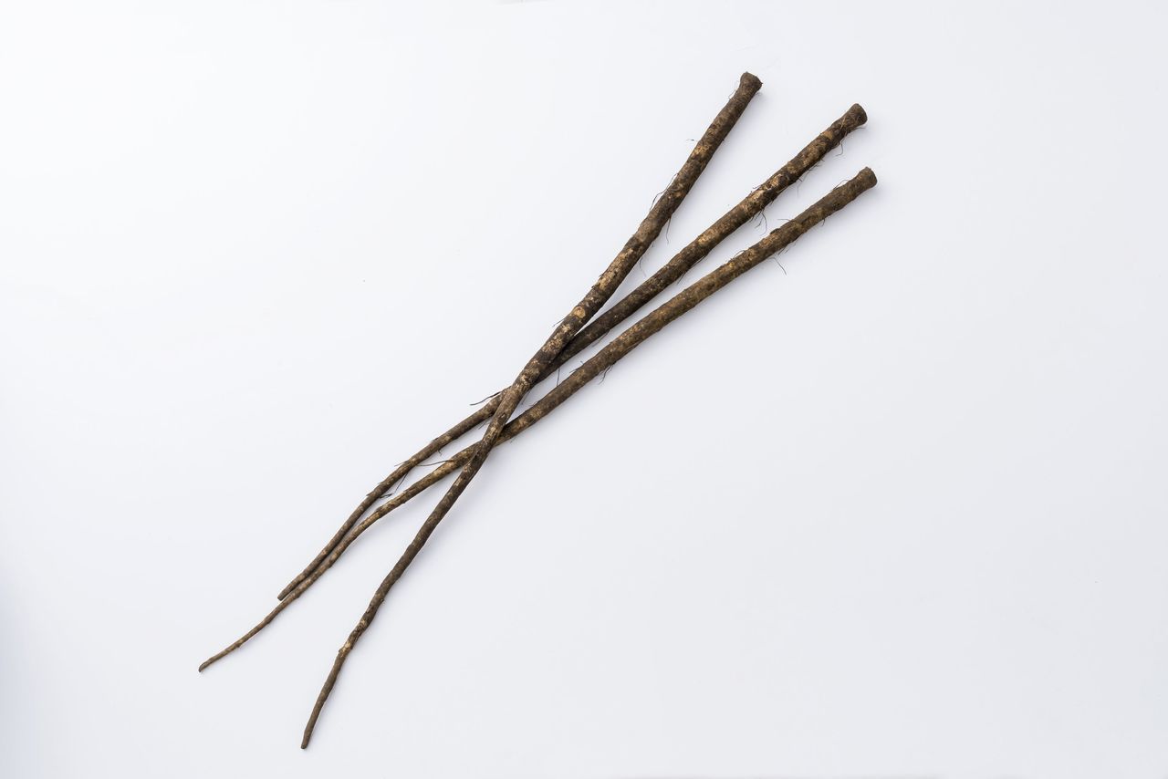 اليابان | غوبو... الجذر الياباني الذي يمنح الأطباق طعمها المميز