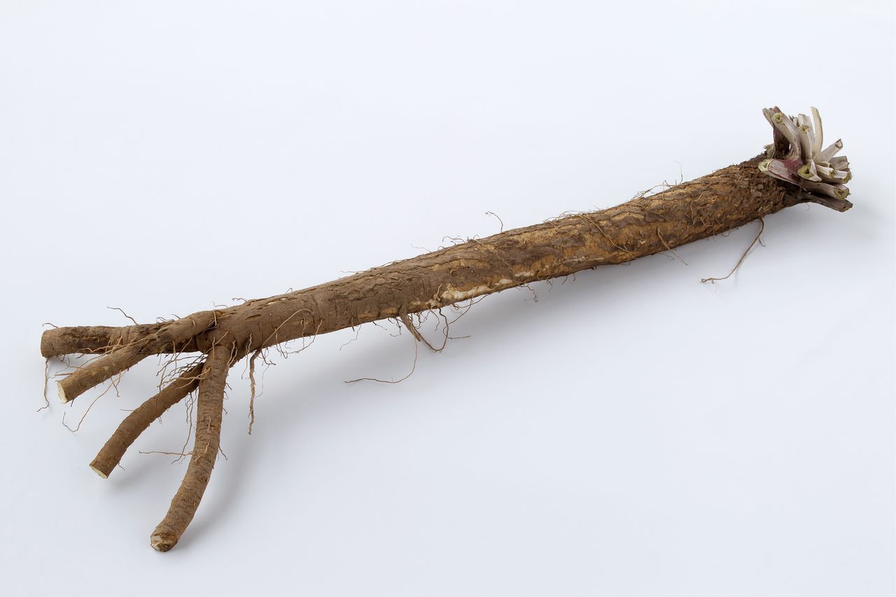 اليابان | غوبو... الجذر الياباني الذي يمنح الأطباق طعمها المميز