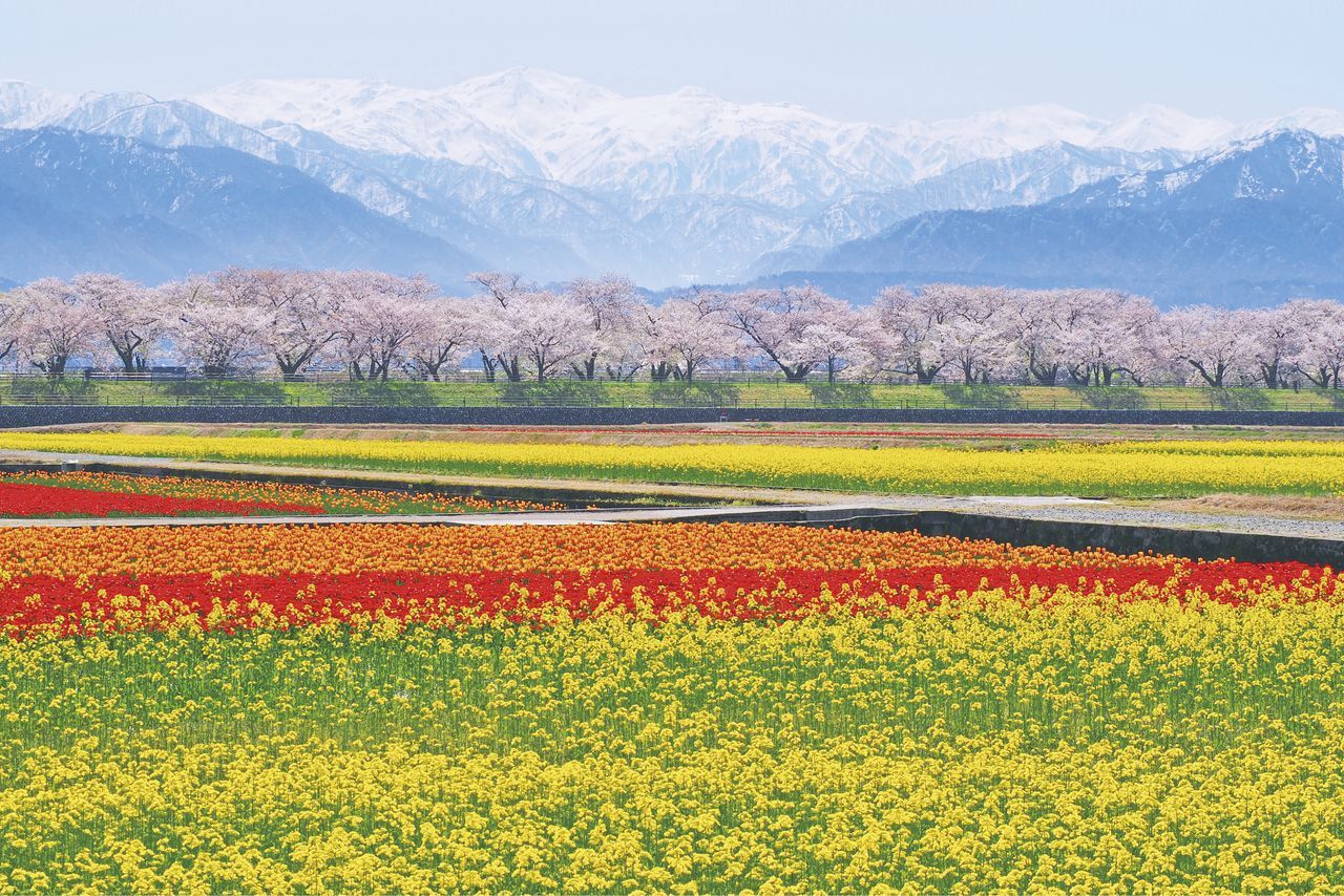 اليابان | تعرف على أهم فعاليات ربيع اليابان 2026