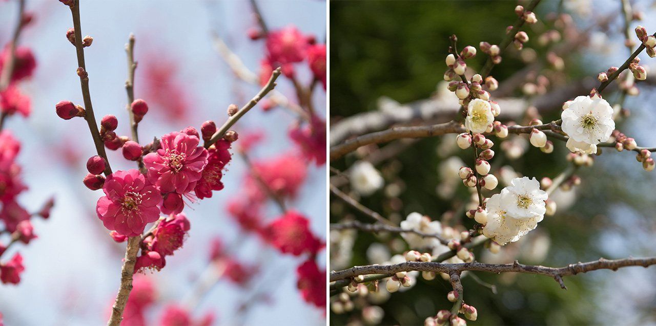 اليابان | تعرف على أهم فعاليات ربيع اليابان 2026